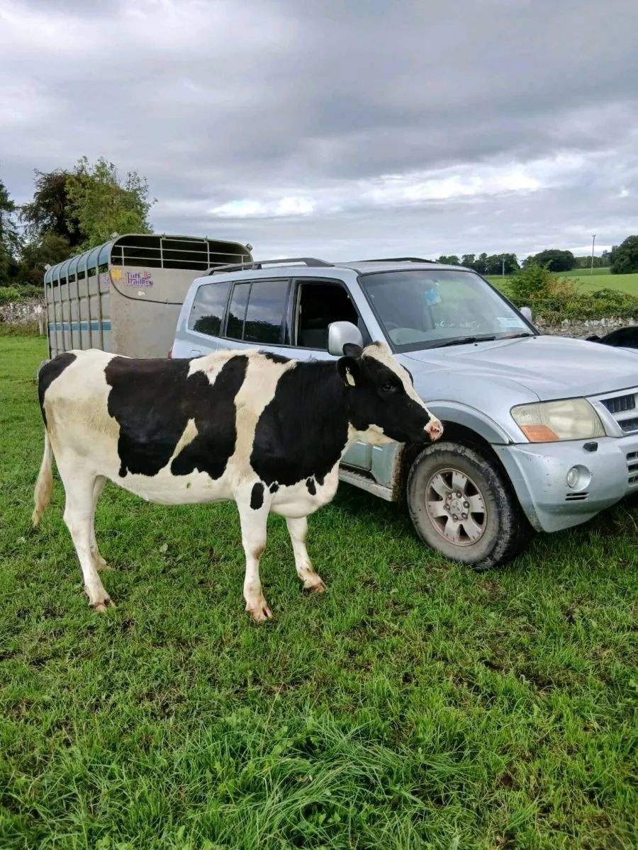 3 maiden heifers - Image 2