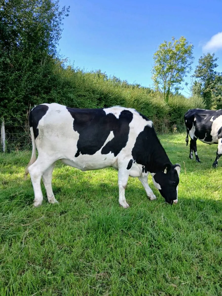 3 maiden heifers - Image 3