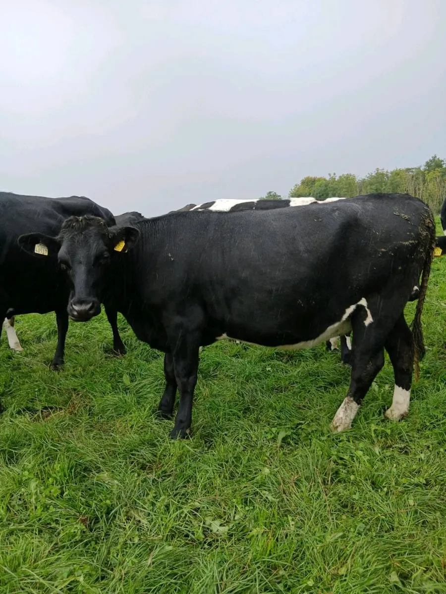 3 maiden heifers - Image 4