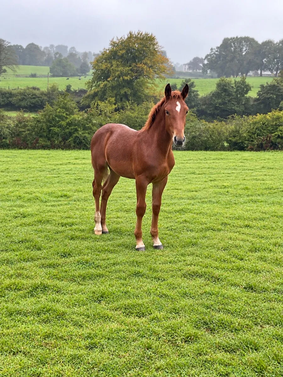 Horses