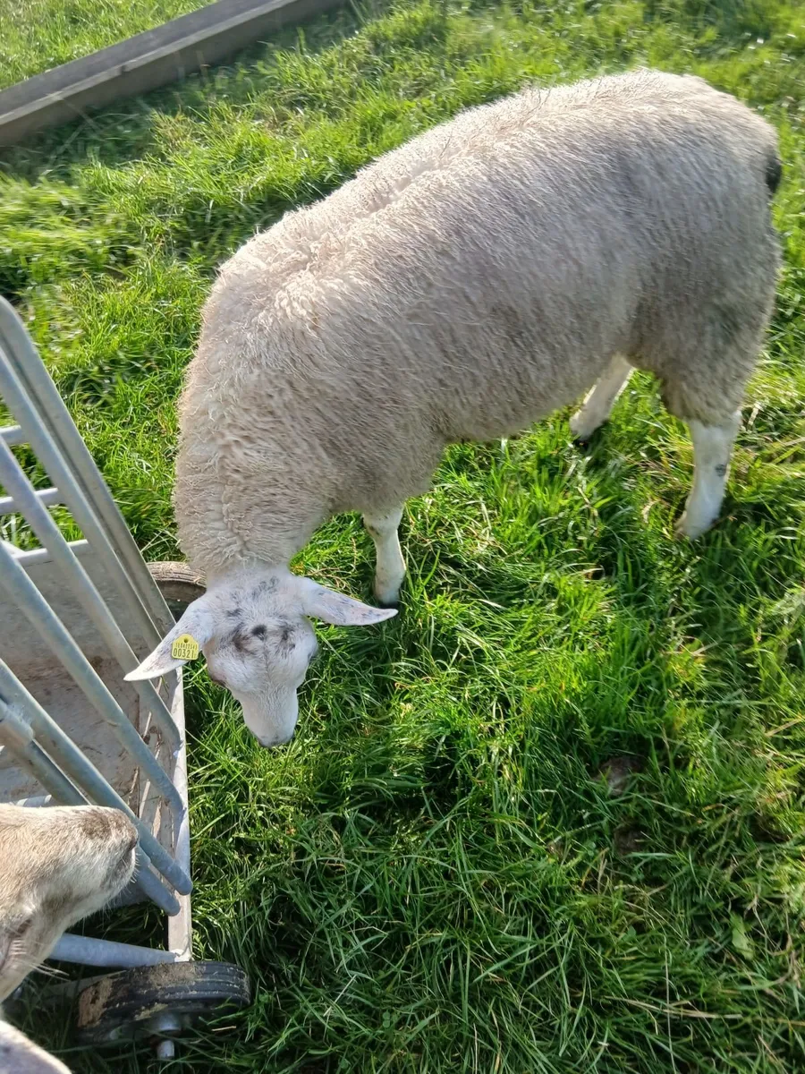 Aberfield ram lambs - Image 1