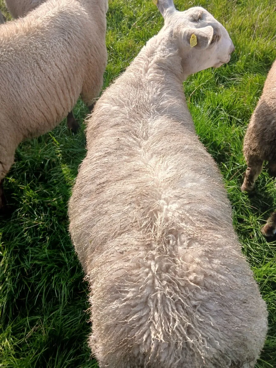 Aberfield ram lambs - Image 2