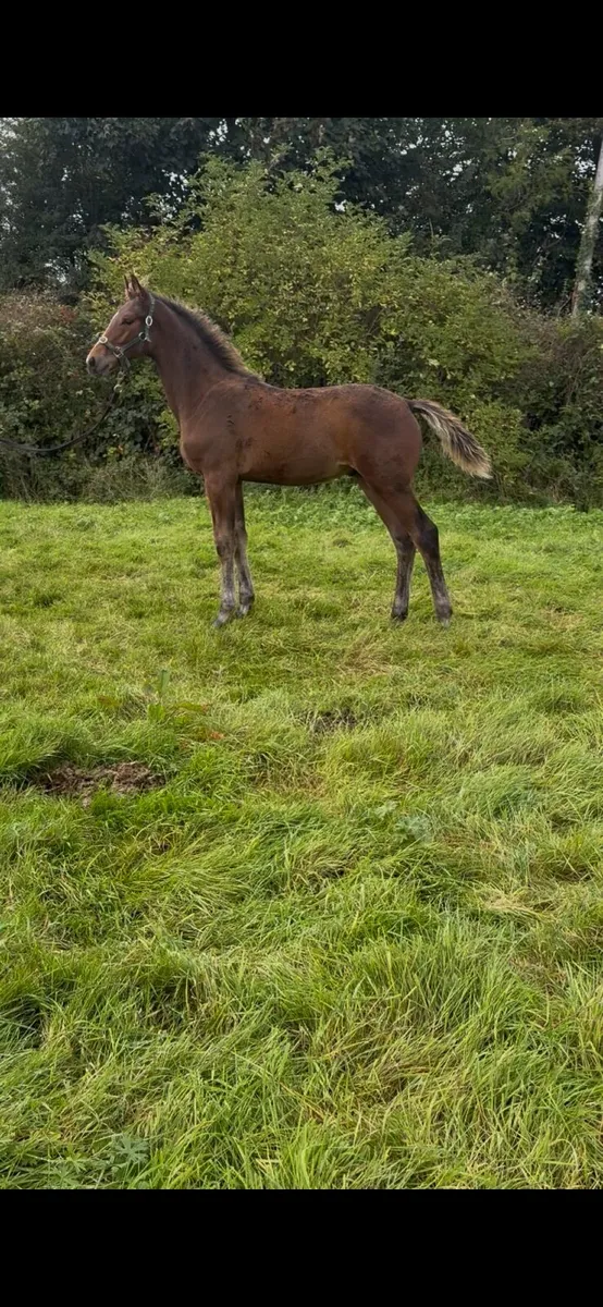Quality Colt Foal by Sligo Candy Boy x Pacino - Image 4