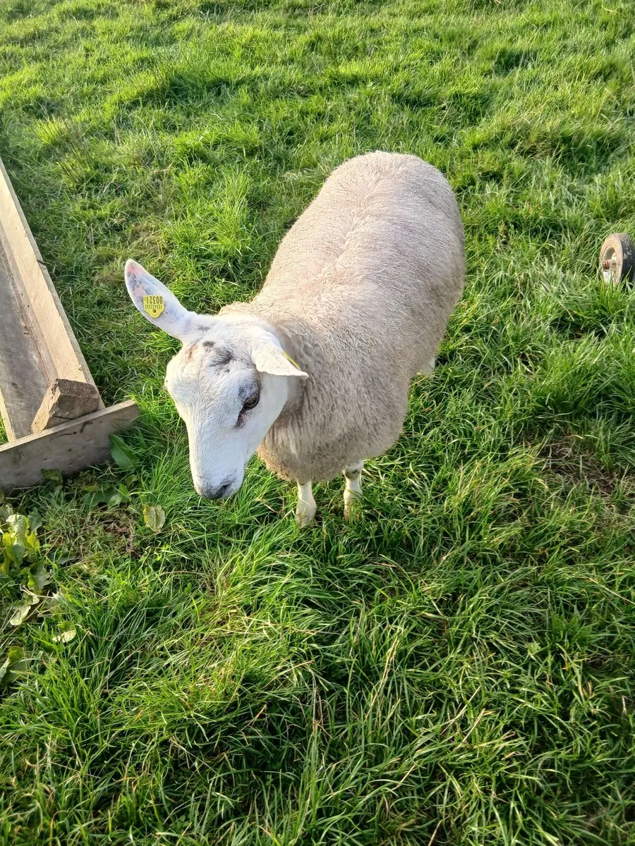 Aberfield ram lambs - Image 3