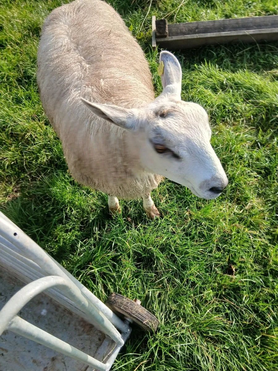 Aberfield ram lambs - Image 4