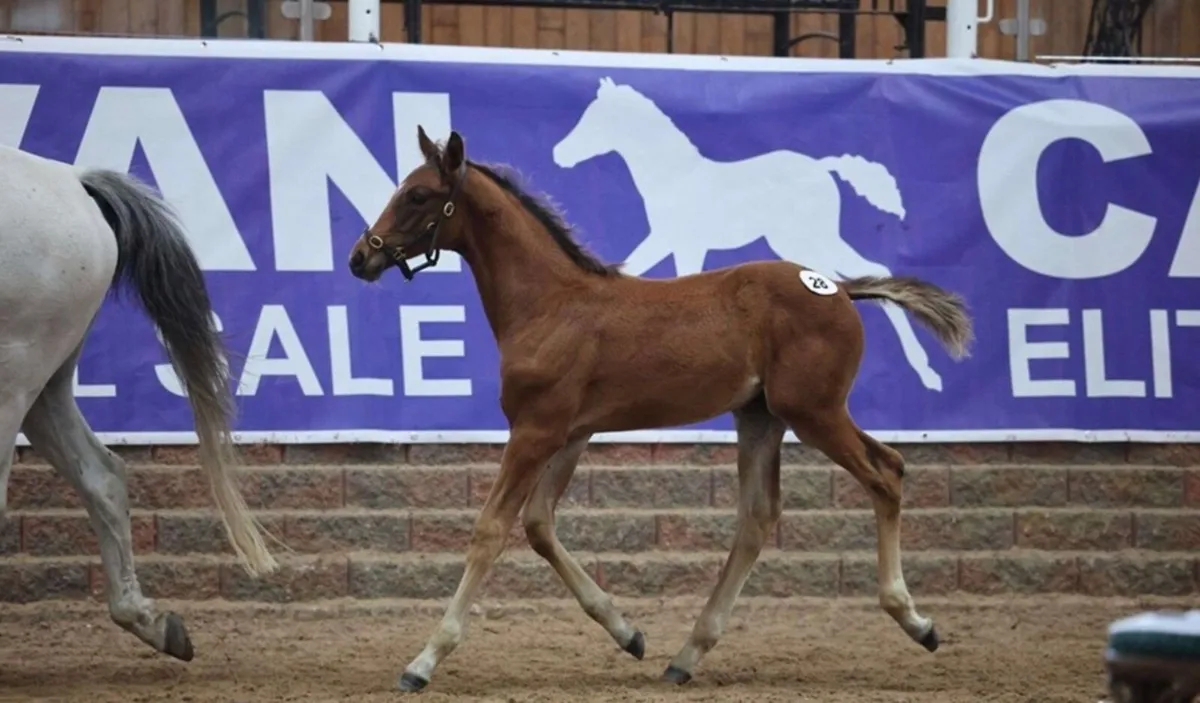 Quality Colt Foal by Sligo Candy Boy x Pacino - Image 3