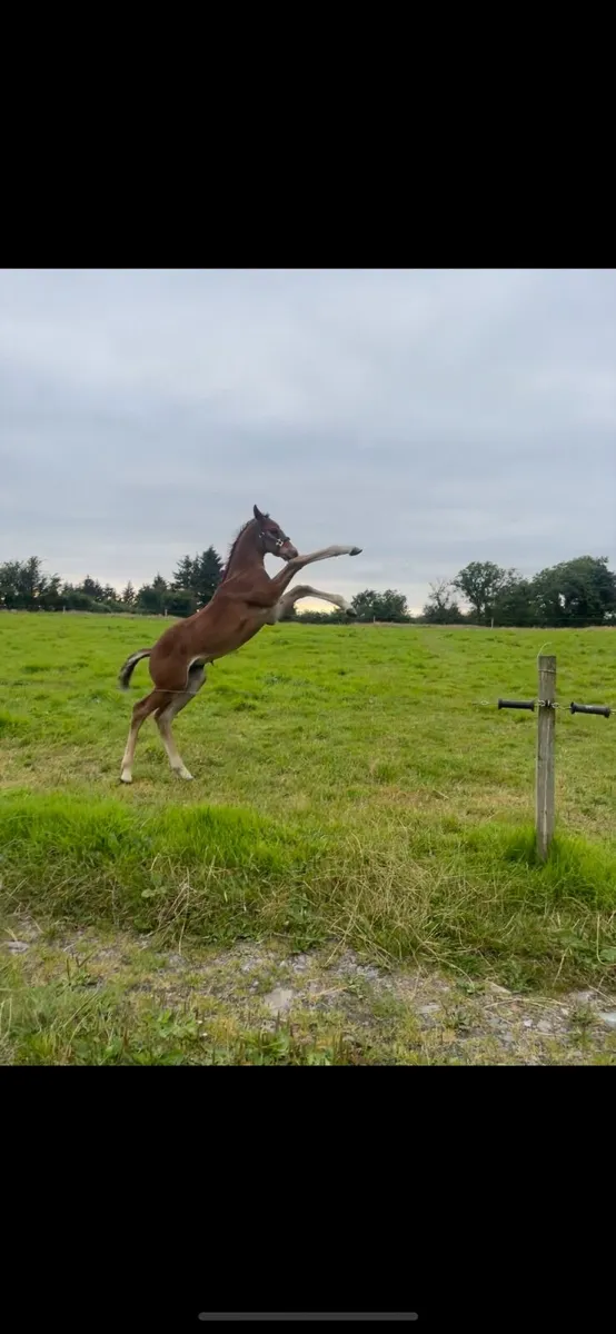 Quality Colt Foal by Sligo Candy Boy x Pacino - Image 1