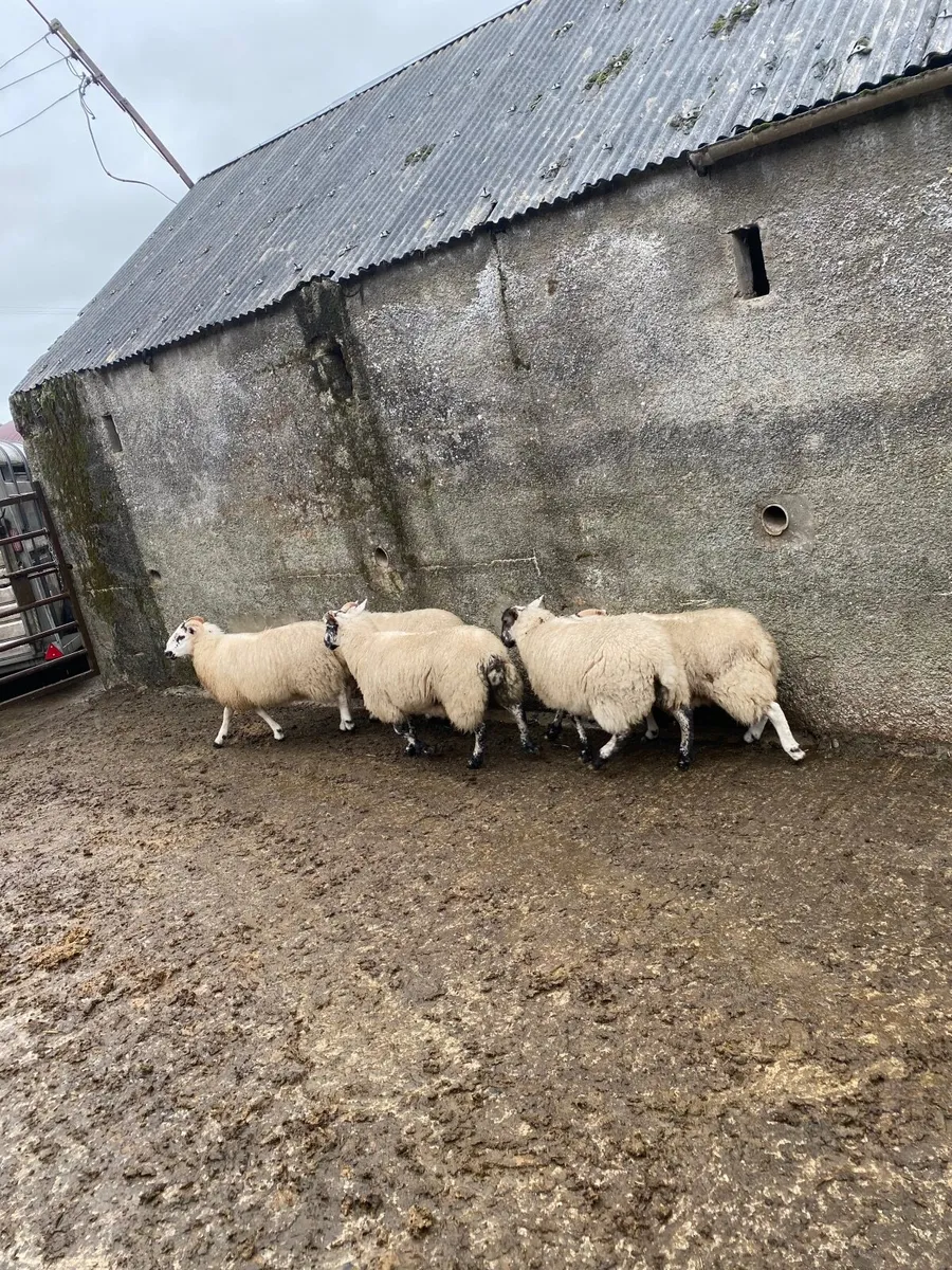 Hiltex ewe lambs - Image 1