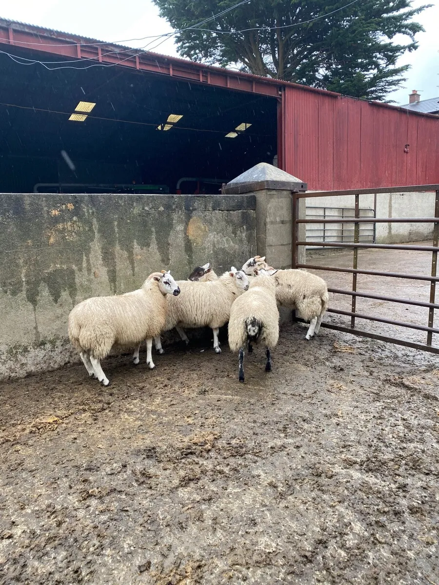Hiltex ewe lambs - Image 2