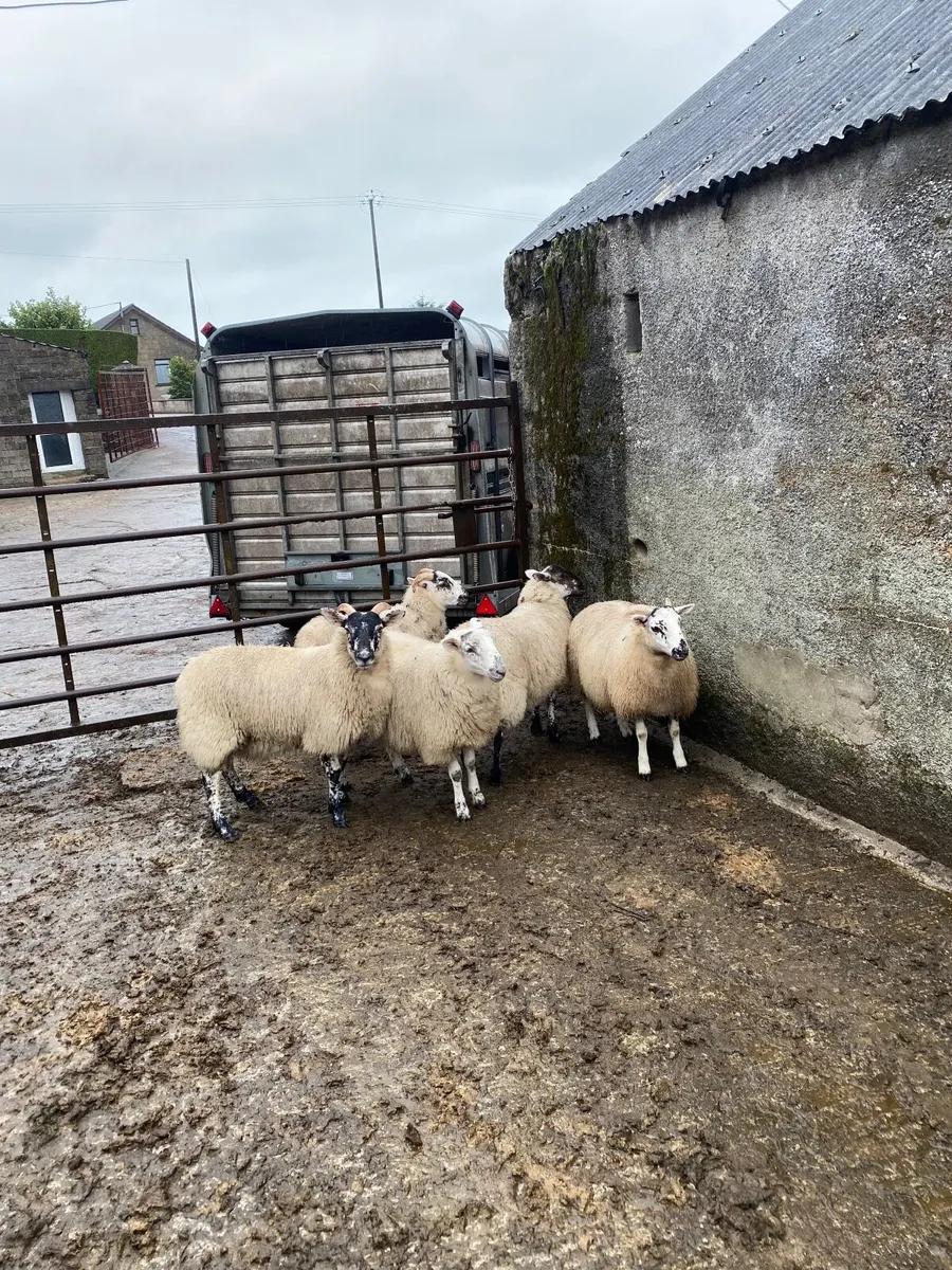 Hiltex ewe lambs - Image 3