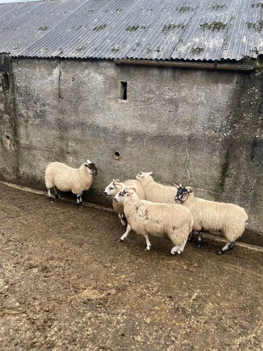 Hiltex ewe lambs - Image 4