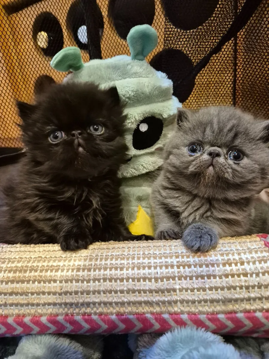 Exotic short hair/persian kittens - Image 2