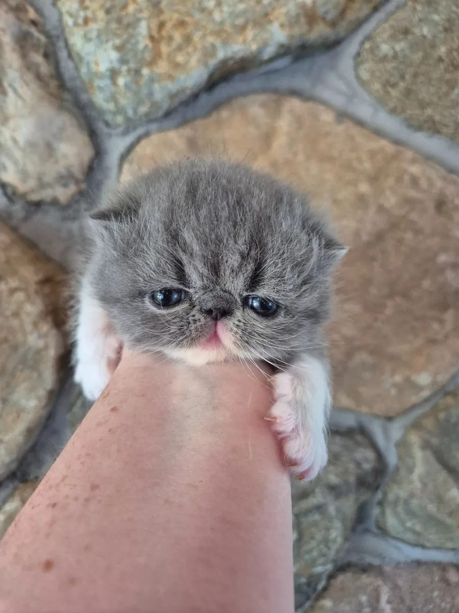 Exotic short hair/persian kittens - Image 4