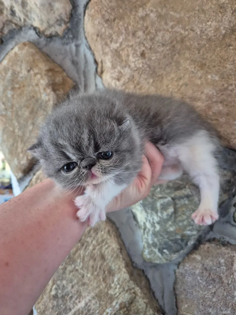 Exotic short hair/persian kittens - Image 4