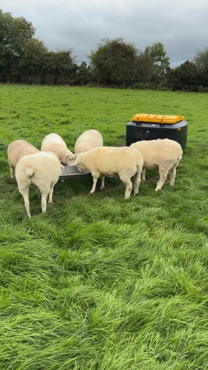 Registered galway hoggets - Image 1