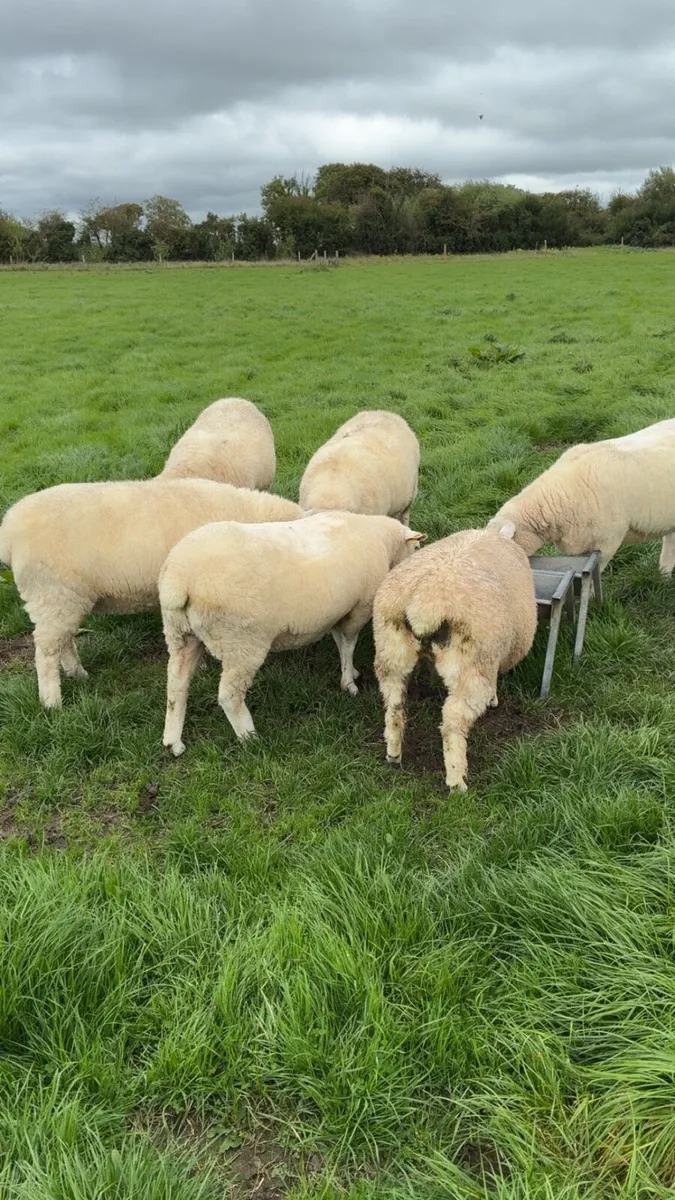 Registered galway hoggets - Image 2