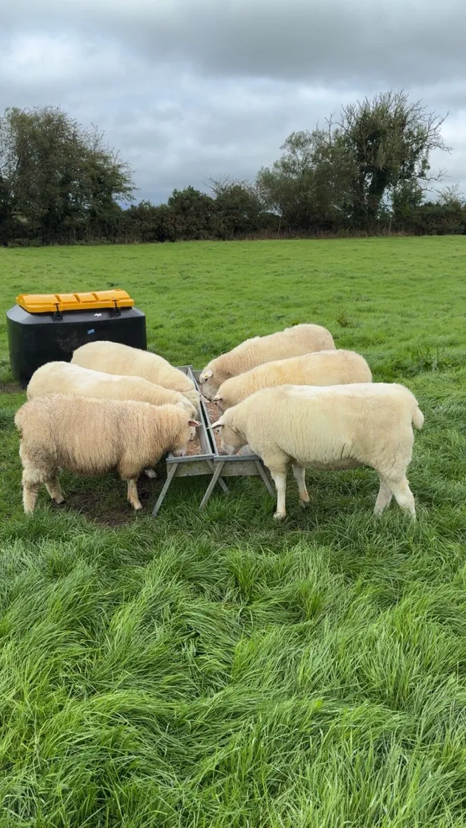 Registered galway hoggets - Image 3