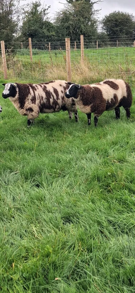 ..Dutch Spotted Ram Lambs.. - Image 1