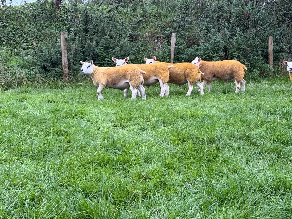Texel and rouge rams - Image 2