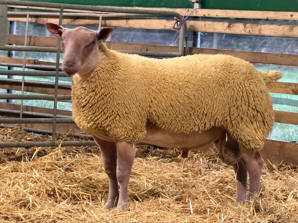 Texel and rouge rams - Image 3