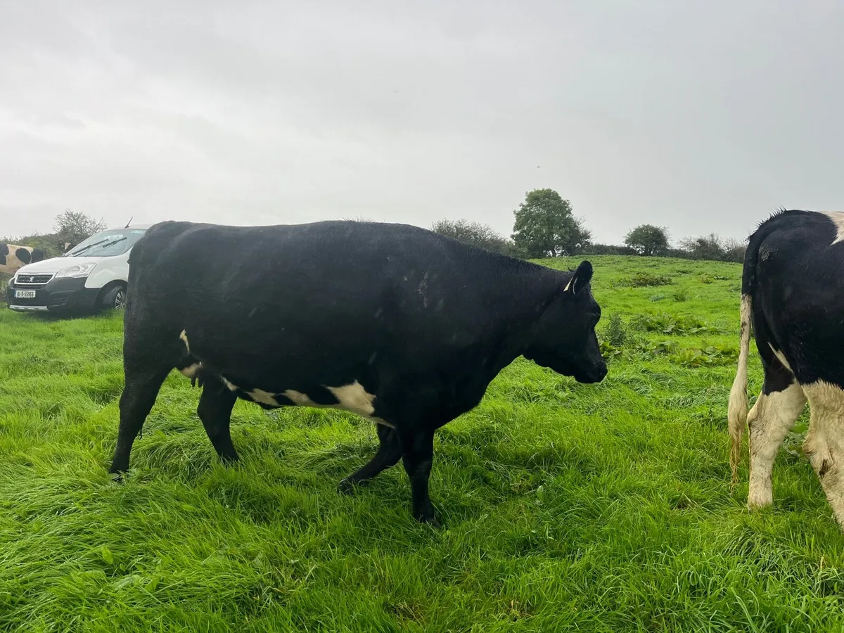 Aax Incalf heifer - Image 1