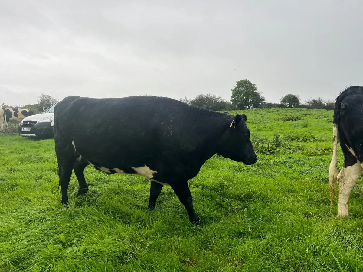 Aax Incalf heifer - Image 2