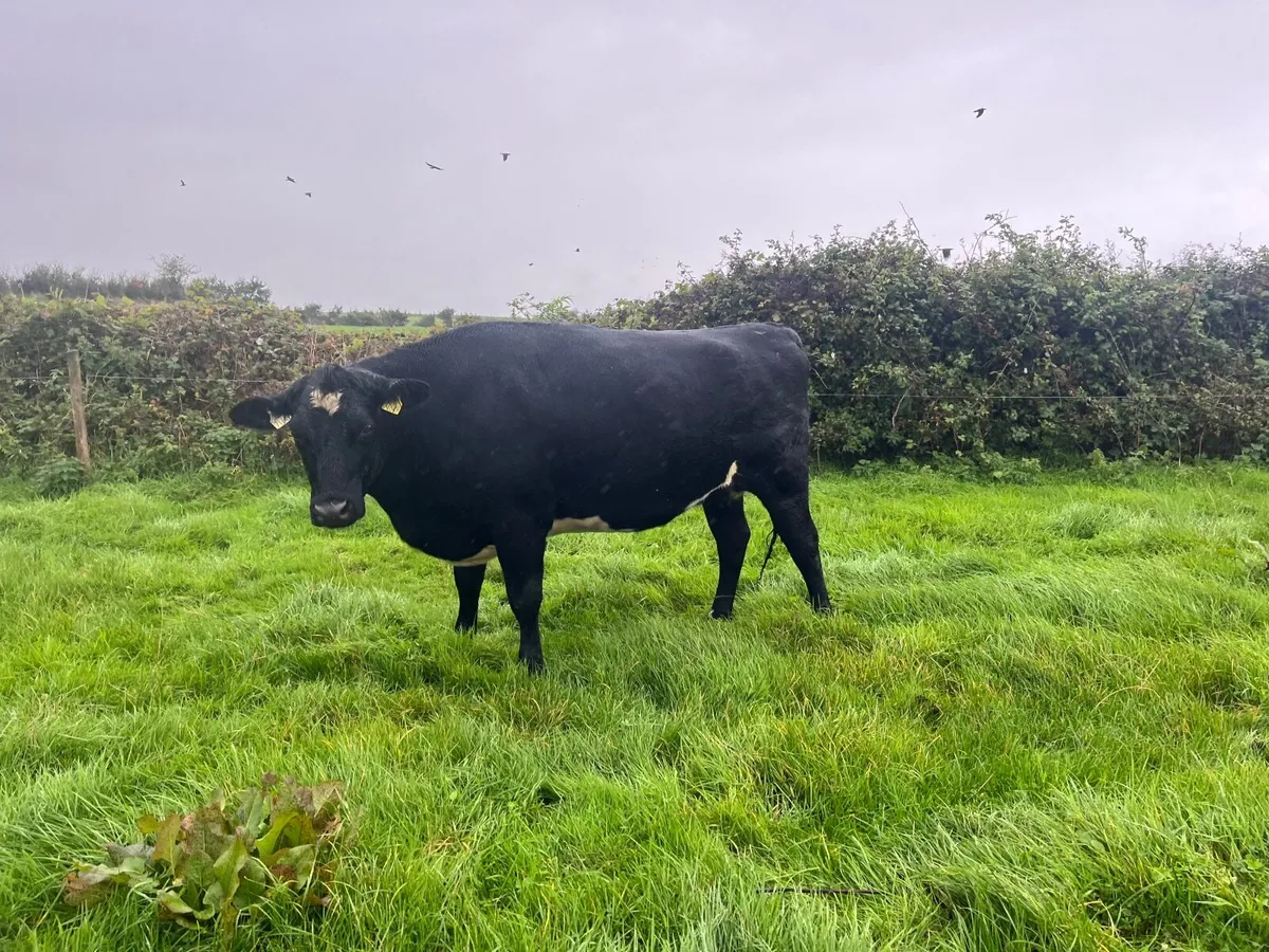 Aax Incalf heifer - Image 3