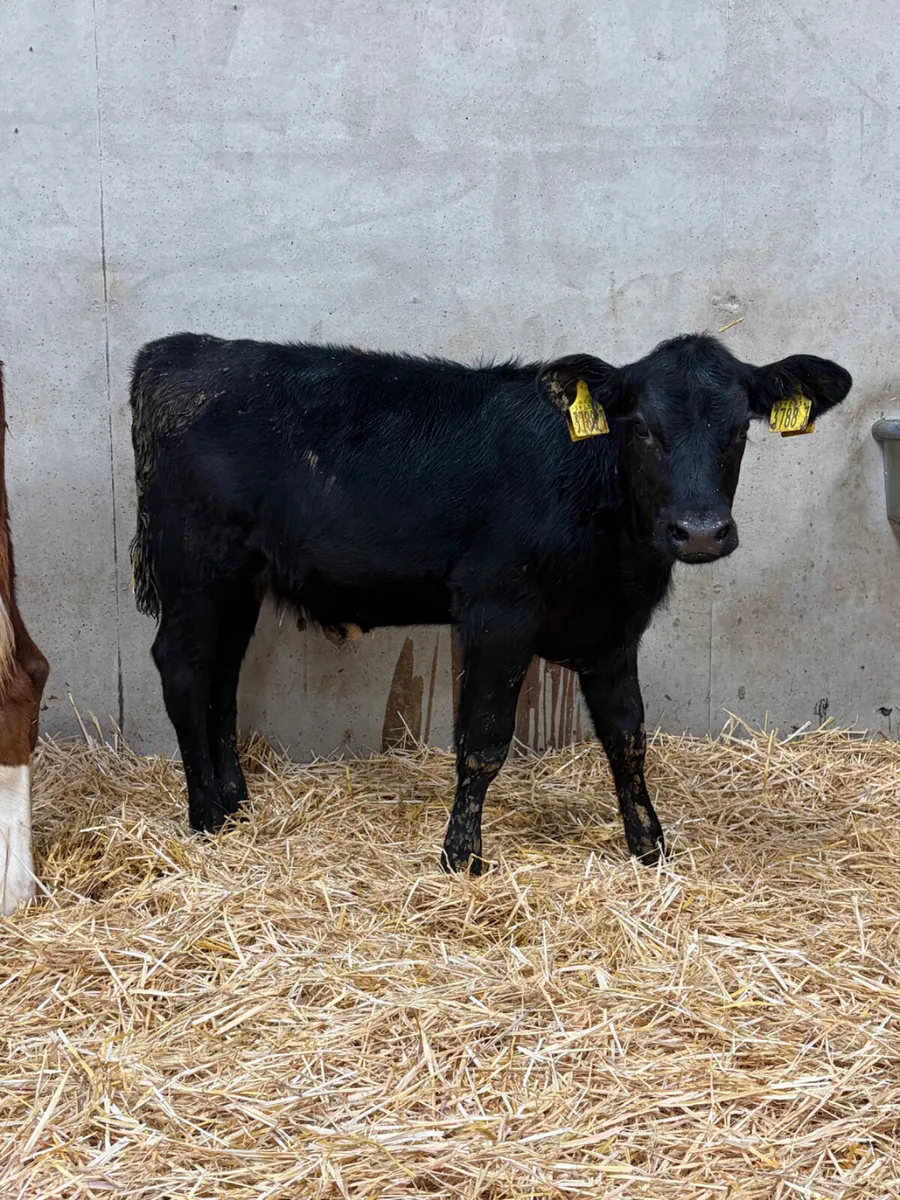 5 Reared Angus & Hereford Heifers - Image 3