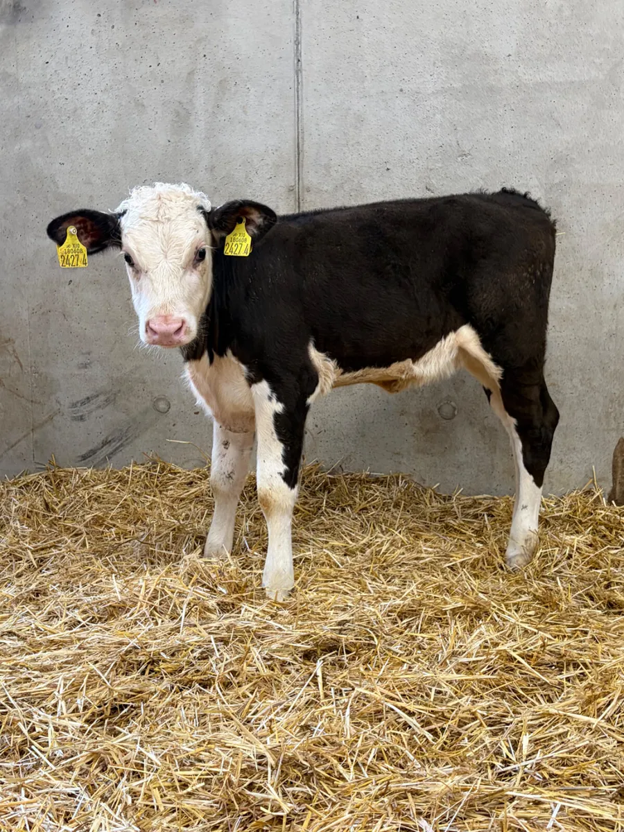 5 Reared Angus & Hereford Heifers - Image 2