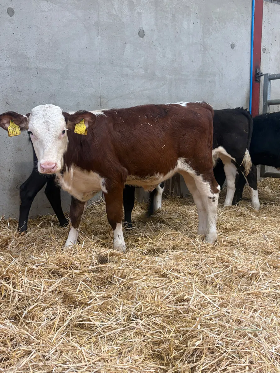 5 Reared Angus & Hereford Heifers - Image 1