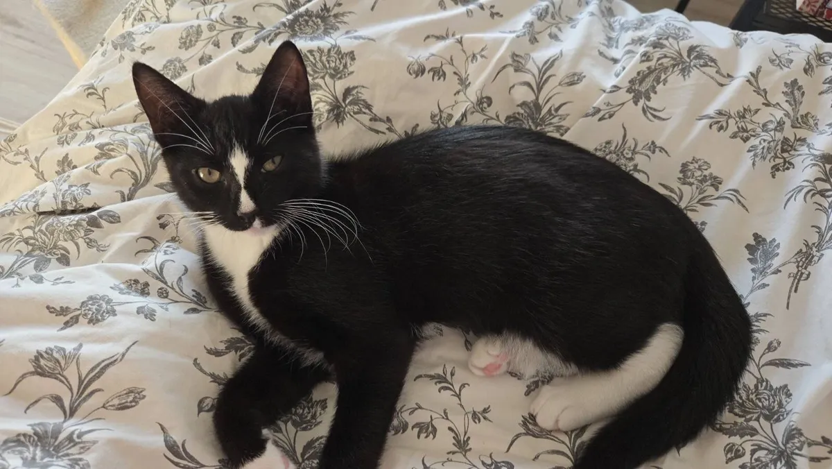 Kitten - Image 2