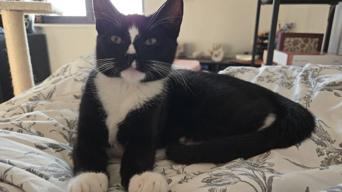 Kitten - Image 1
