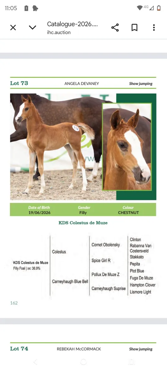 Colestus Filly Foal - Image 1