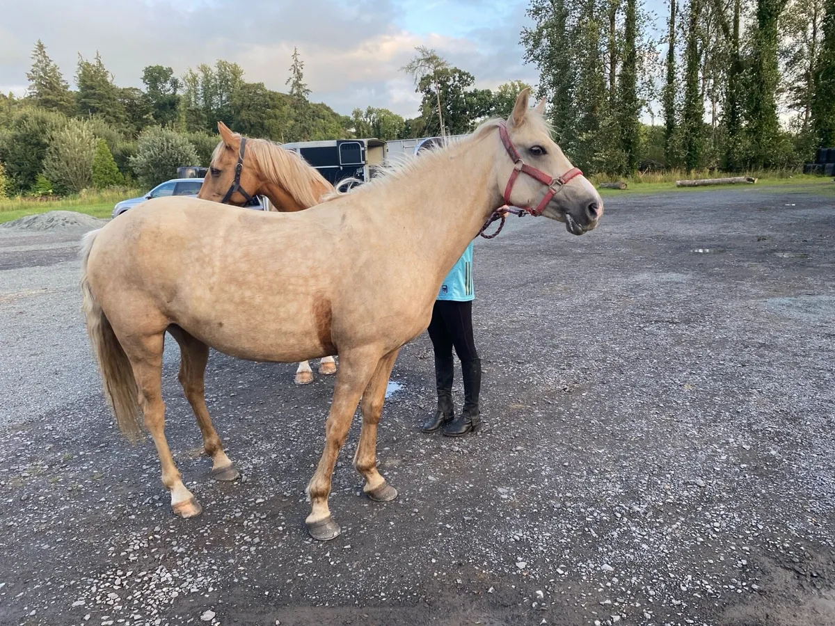 4 year old Connemara filly - Image 2