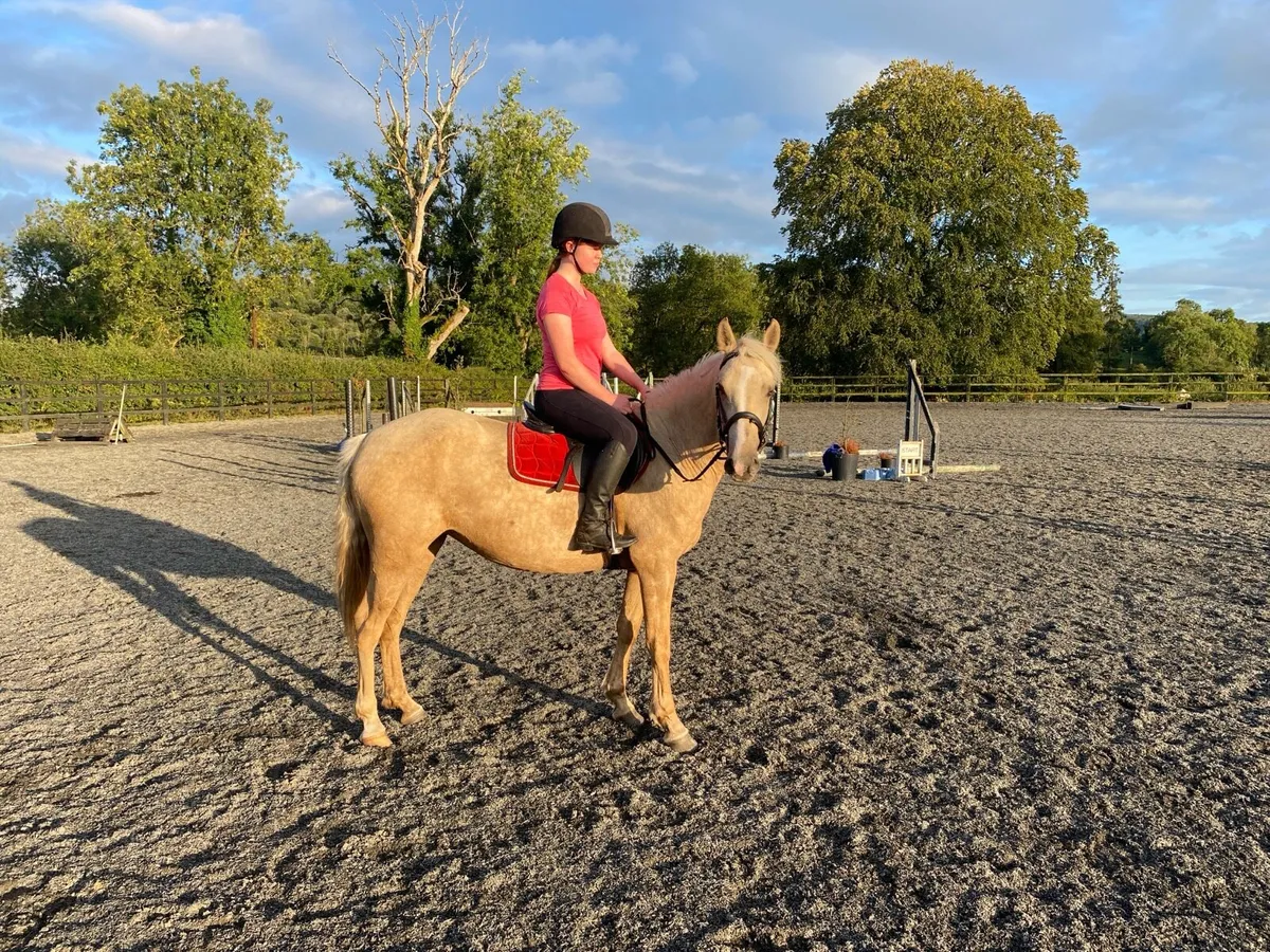 4 year old Connemara filly - Image 3