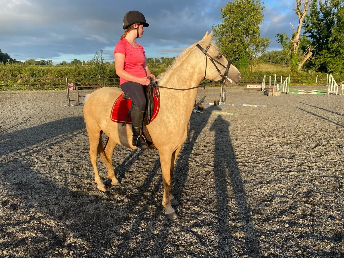 4 year old Connemara filly - Image 1