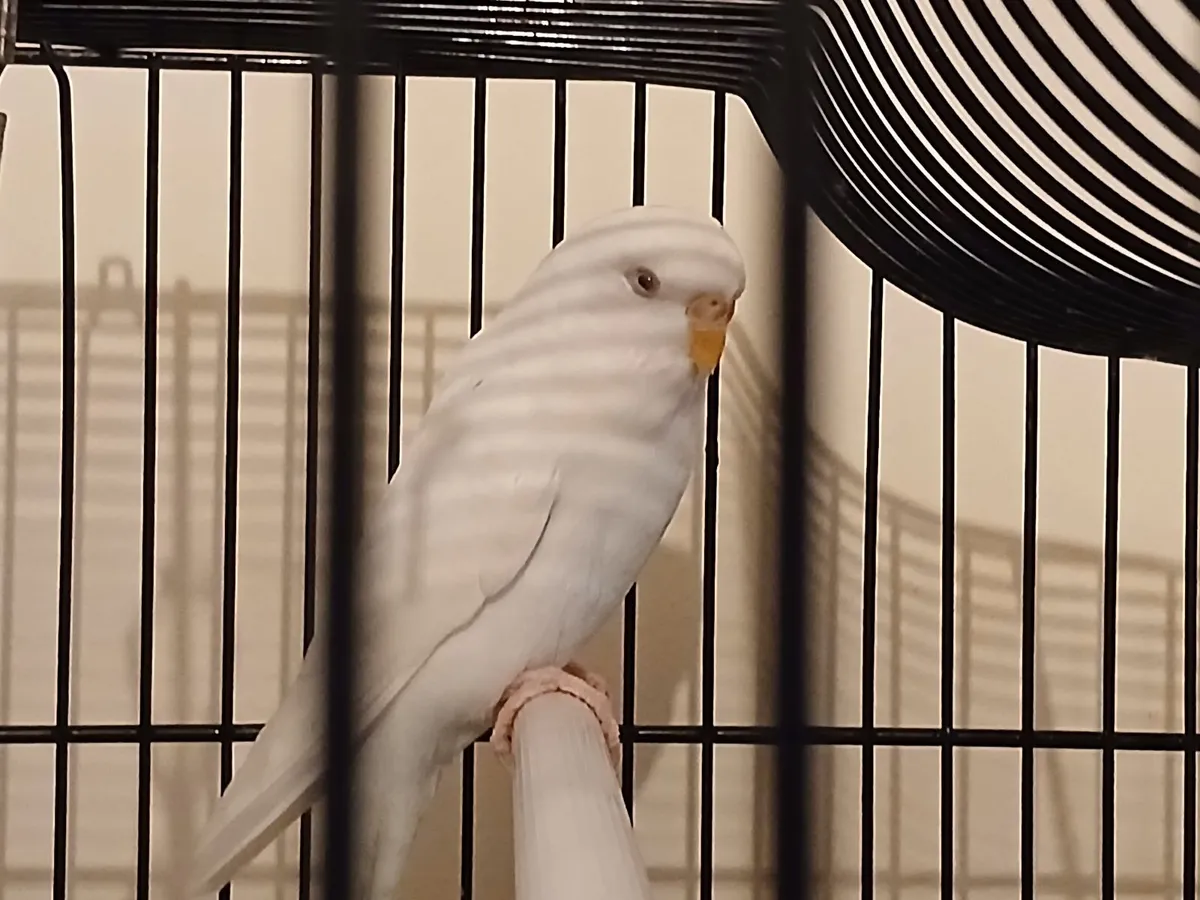 Budgie cage - Image 2