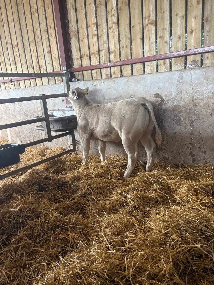 Super u grade Chx heifer (show calf) 🔥🔥🔥 - Image 2