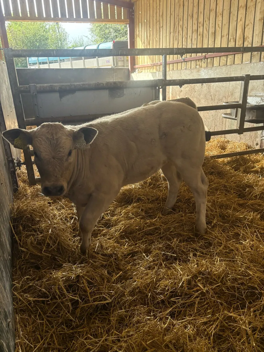 Super u grade Chx heifer (show calf) 🔥🔥🔥 - Image 3