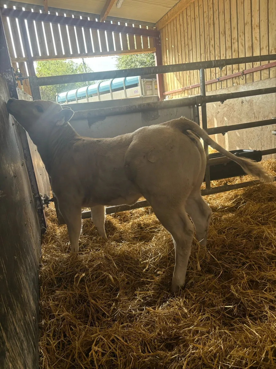 Super u grade Chx heifer (show calf) 🔥🔥🔥 - Image 1