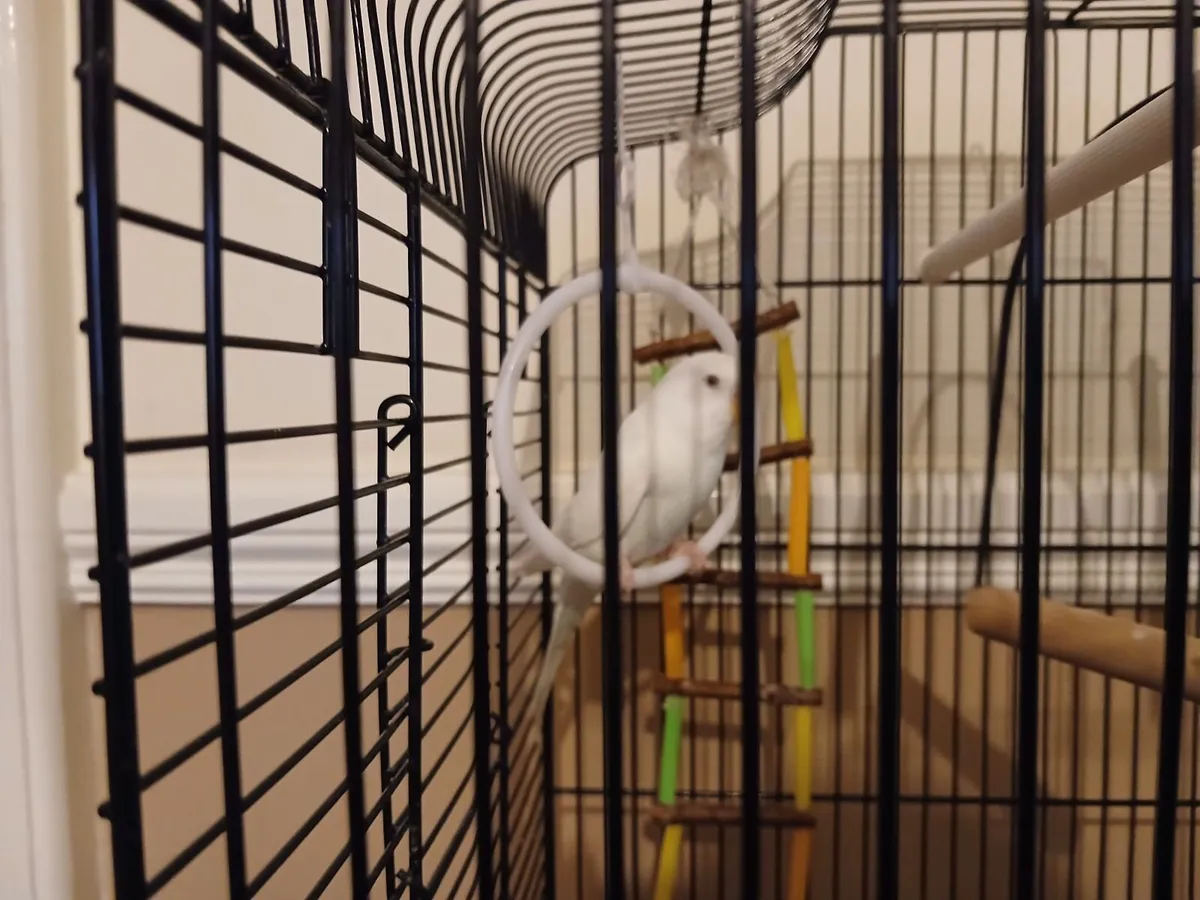 Budgie cage - Image 3