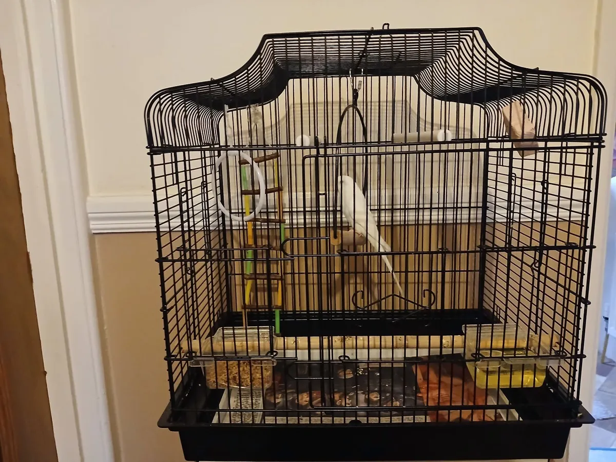 Budgie cage - Image 1