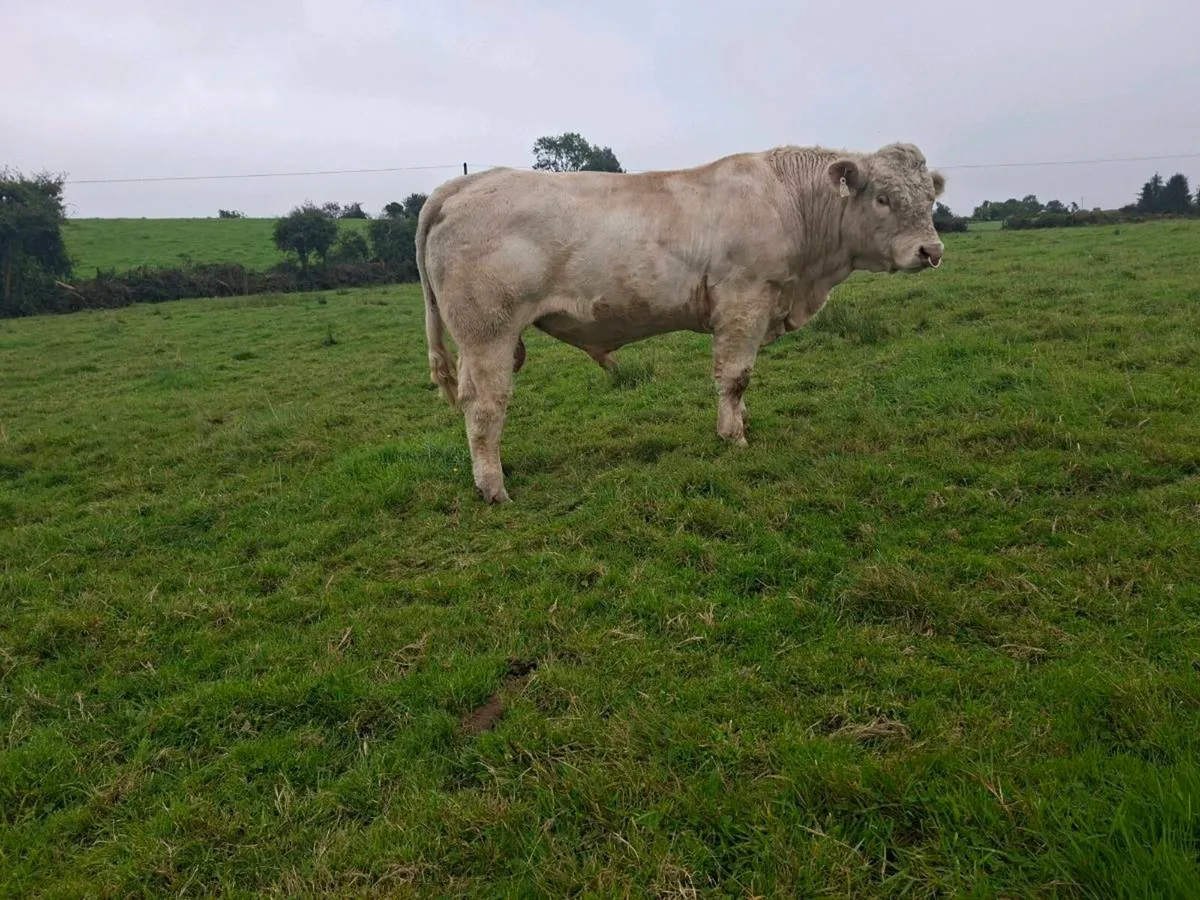 Pedigree  charolais bull. 5 🌟  star - Image 2