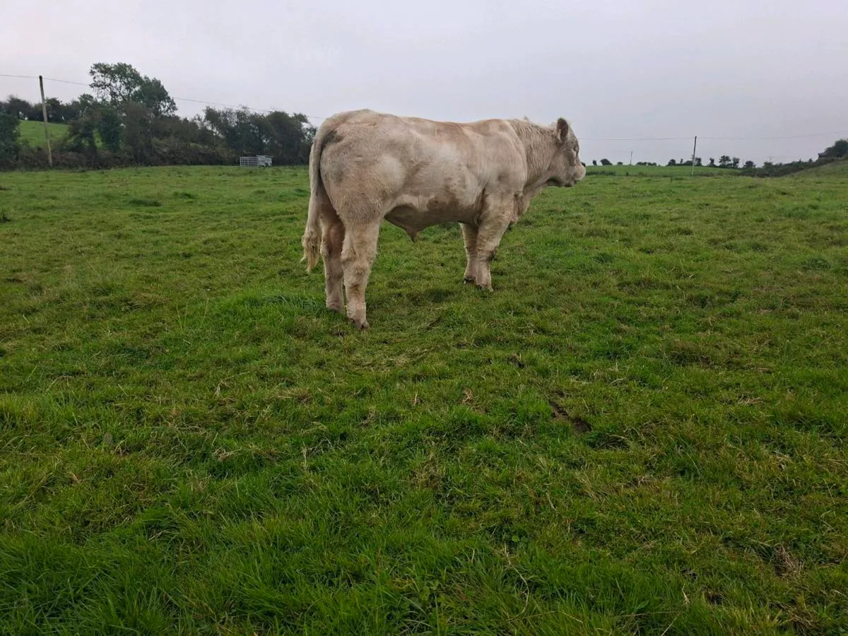 Pedigree  charolais bull. 5 🌟  star - Image 3