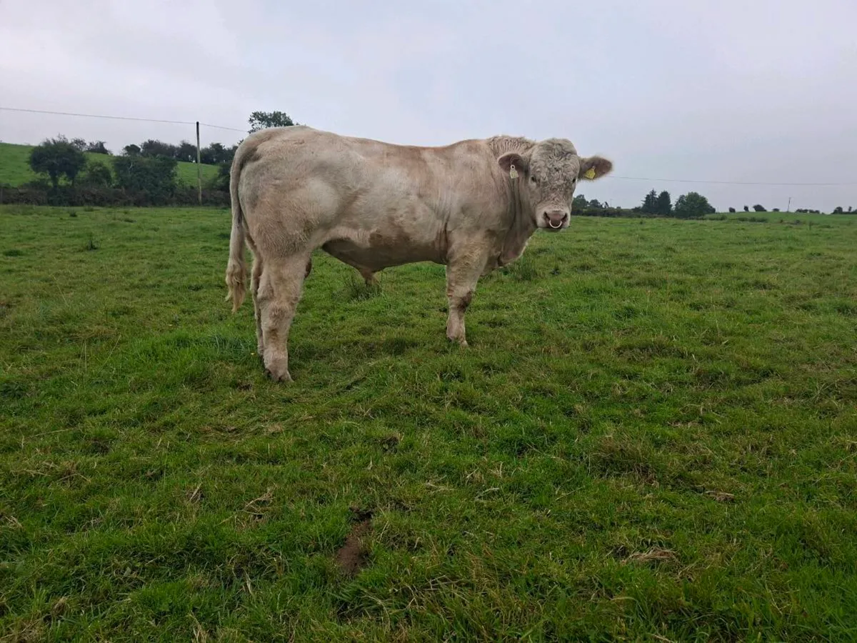 Pedigree  charolais bull. 5 🌟  star - Image 4