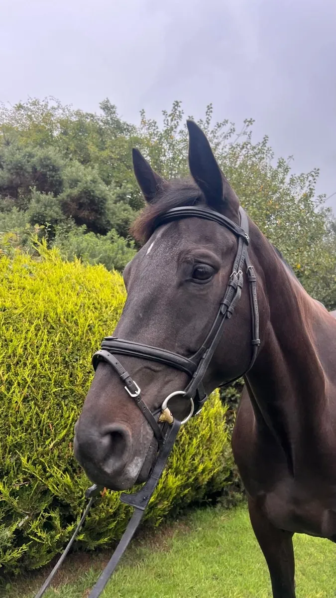 Beautiful Scopey ISH Mare - Image 1