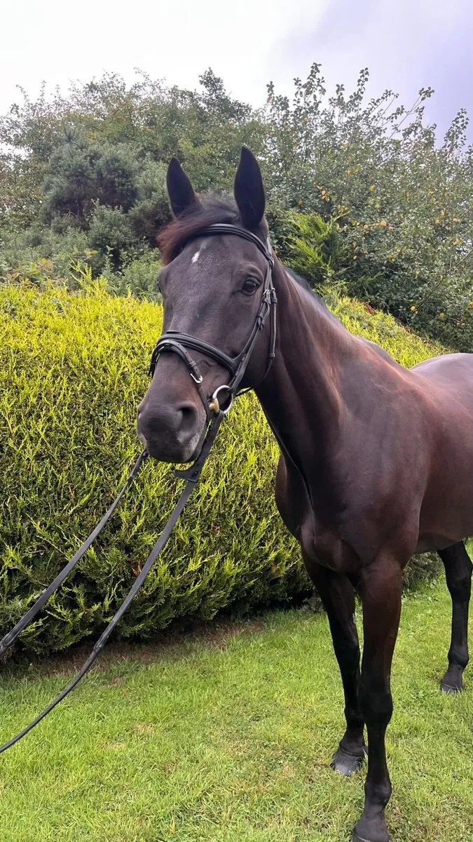 Beautiful Scopey ISH Mare - Image 2