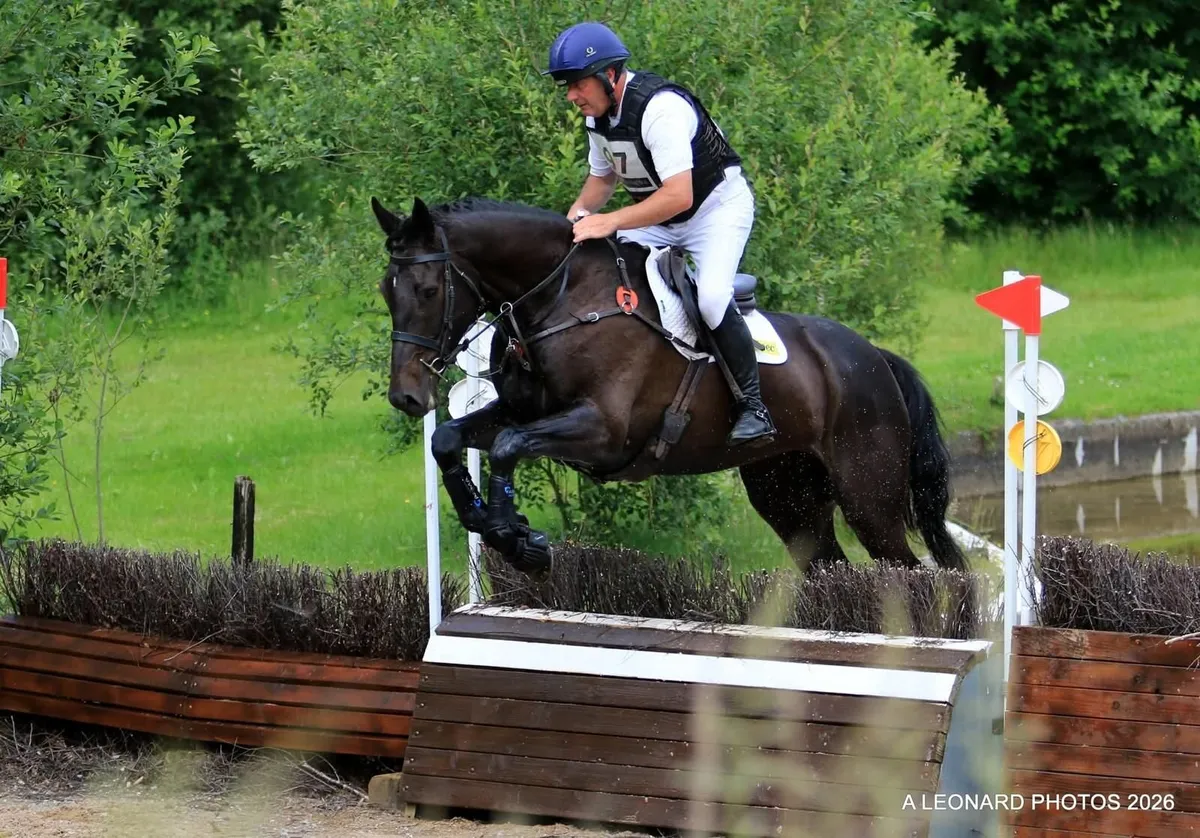 Beautiful Scopey ISH Mare - Image 3