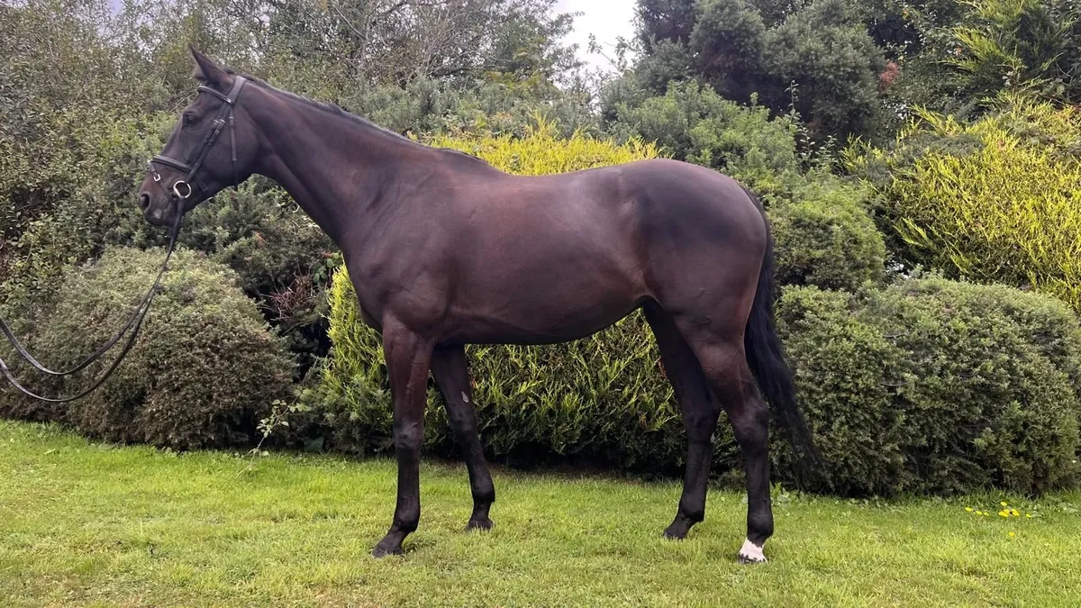 Beautiful Scopey ISH Mare - Image 4