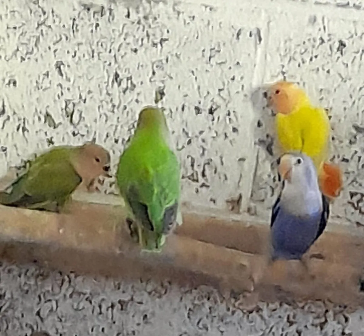Love Birds - Image 1